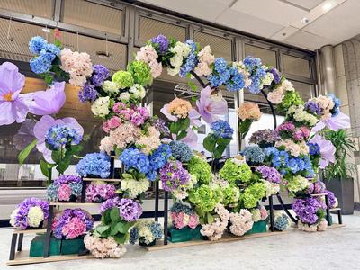 hydrangea2026_1f02.JPG