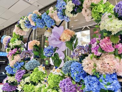 hydrangea2026_1f04.JPG