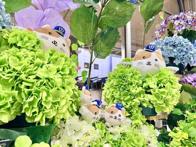 hydrangea2026_1f05.JPG